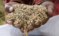 Asien, Indonesien, Reis, Feld, Feldarbeit, Ernährung, Tsunami, IPPHTI, Bauer, Salzresistent, Ernte, Hand, Hände, Symbol, Reiskorn, Sack Getreide