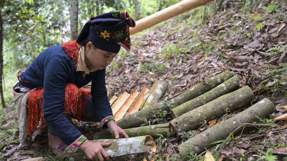 Kleinbäuerin Ton Hoang Thi mit der Rinde des Cassia-Baumss