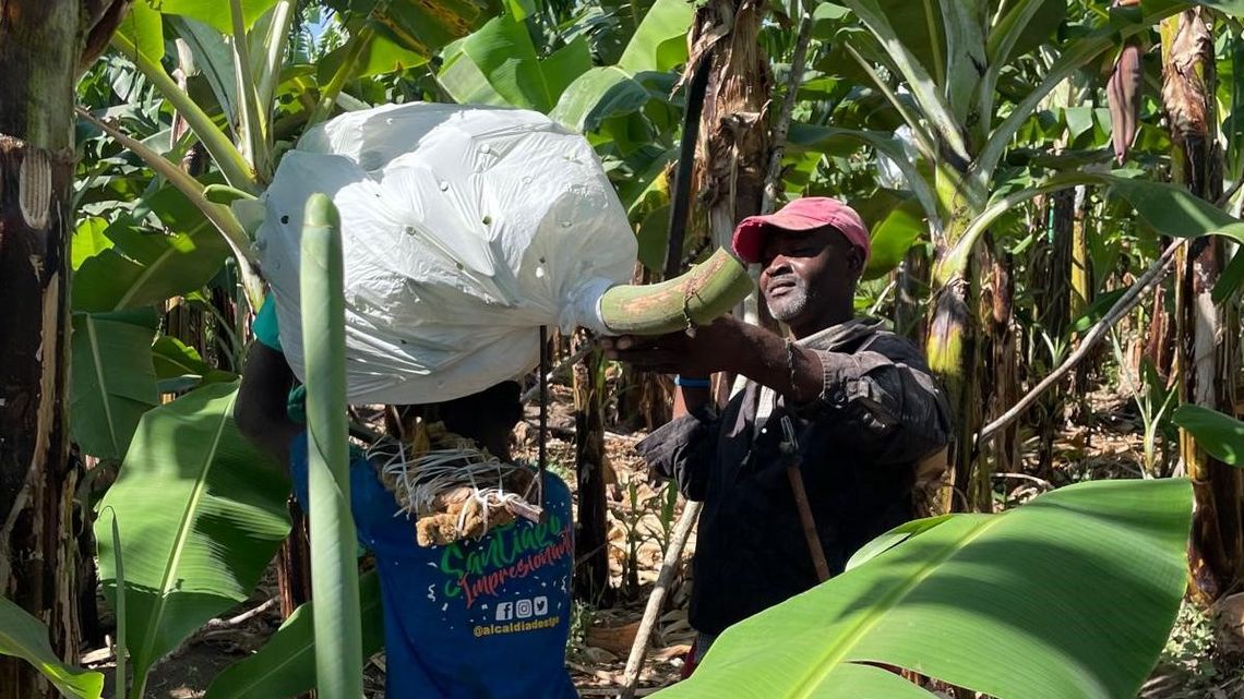 Arbeit auf der Bananenfarm von Tuendy Vargas 
