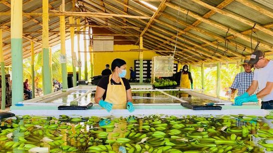 Fair und ökologisch produzierte Bananenn werden auf der Farm von Tuendy Vargas gewaschen, Nähe Mao City, Dominikanische Republik