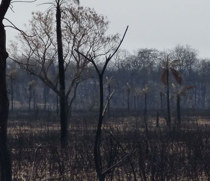 Landschaft nach einem Brand.