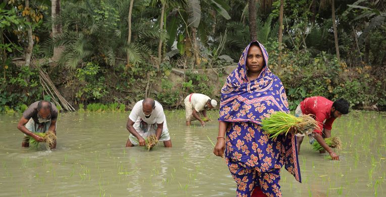 Aklima Begum (34) pflanzt Reissetzlinge auf ihrem eigenen Land in Charlathimara. Projektpartner: Christian Commission for Development in Bangladesh (CCDB)