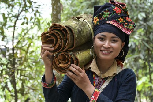 Zimtabbau mit Ton Hoang Thi Zimtabbau mit Ton Hoang Thi