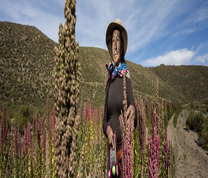 Ema Flores Cabrera in ihrem Quinoa Feld in den Bergen in Kolcha K nahe des Salar de Unyuni am 10.03.2023.Im bolivianischen Salzsee Salar de Uyuni lagern gigantische Lithiumressourcen. Chinesische Konzerne sollen diesen Schatz heben. Die kleinbaeuerlichen Familien bangen um ihre kostbaren Suesswasserreserven und um ihr Ueberleben. Bort für die Welt und ihr Partner CEDIB versorgen sie mit wichtigen Informationen.Text Constanze Bandowski Foto: Thomas Lohnes