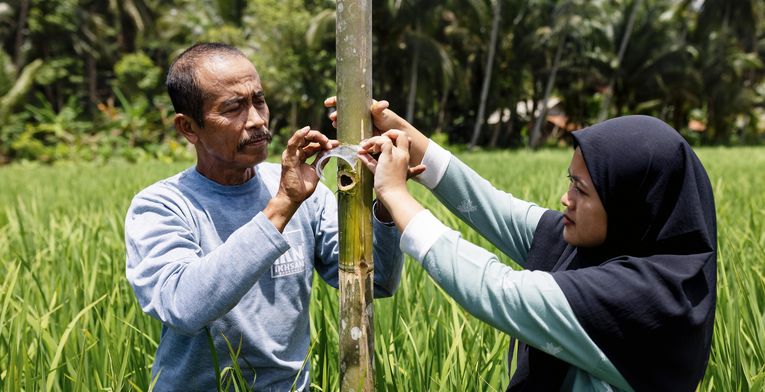 Didi Rohendr (Pa Didi) and his daughter, Samrotul Puadah 24, (Ai) position the bamboo trap developed as a method of climate-friendly pest management - designed to trap flies that lay eggs that destroy the rice plants.-Project partner:  JAMTANI-Project Name: Adaptation to Climate Change, Mitigation and Disaster Risk reduction-Project Number: N-IDN-25-012-Date: February 2025-Location:  Bojong, Pandangerang, West Java, IndonesiaPhotographed by Emily Macinnes for Brot Für Die Welt