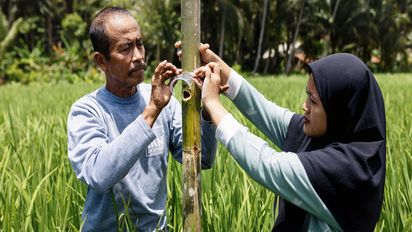 Didi Rohendr (Pa Didi) and his daughter, Samrotul Puadah 24, (Ai) position the bamboo trap developed as a method of climate-friendly pest management - designed to trap flies that lay eggs that destroy the rice plants.-Project partner:  JAMTANI-Project Name: Adaptation to Climate Change, Mitigation and Disaster Risk reduction-Project Number: N-IDN-25-012-Date: February 2025-Location:  Bojong, Pandangerang, West Java, IndonesiaPhotographed by Emily Macinnes for Brot Für Die Welt