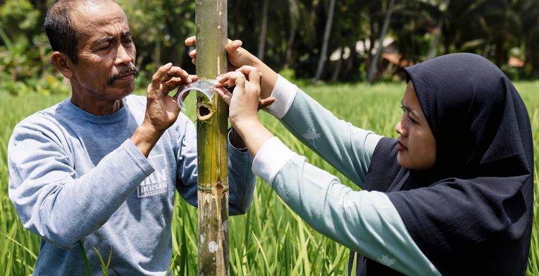Didi Rohendr (Pa Didi) and his daughter, Samrotul Puadah 24, (Ai) position the bamboo trap developed as a method of climate-friendly pest management - designed to trap flies that lay eggs that destroy the rice plants.-Project partner:  JAMTANI-Project Name: Adaptation to Climate Change, Mitigation and Disaster Risk reduction-Project Number: N-IDN-25-012-Date: February 2025-Location:  Bojong, Pandangerang, West Java, IndonesiaPhotographed by Emily Macinnes for Brot Für Die Welt
