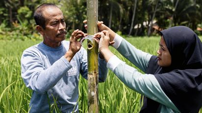 Didi Rohendr (Pa Didi) and his daughter, Samrotul Puadah 24, (Ai) position the bamboo trap developed as a method of climate-friendly pest management - designed to trap flies that lay eggs that destroy the rice plants.-Project partner:  JAMTANI-Project Name: Adaptation to Climate Change, Mitigation and Disaster Risk reduction-Project Number: N-IDN-25-012-Date: February 2025-Location:  Bojong, Pandangerang, West Java, IndonesiaPhotographed by Emily Macinnes for Brot Für Die Welt