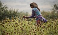 Eine Frau erntet Hirse nahe dem Dorf Gundiyat Gaon im Rawain-Tal, einem Projektgebiet der Organisation Navdanya im Rawain-Tal an den Ausläufern des Himalaya. Traditionell ist die Bewahrung und Vermehrung von Saatgut Frauensache. Frauen haben auch dafür gesorgt, dass vergessene Nahrungsmittel wie die Fingerhirse, genannt Ragi, in Indien wieder populär geworden sind. Ragi enthält besonders viel Kalzium und Eisen und schützt so vor Mangelernährung.