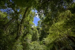 Urwald in Brasilien