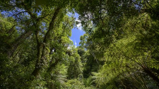 Urwald in Brasilien