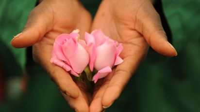 Afrika, Ostafrika, Kenia, Nairobi, Fairtrade, FairTrade, Blumenfarm, Penta Flowers, Blume, Blumen, Schnittblume, Schnittblumen, Rose, Rosen, Hand, Hände, Haende, Blüte, Bluete, Blüten, Blueten, Brot für die Welt, Brot fuer die Welt