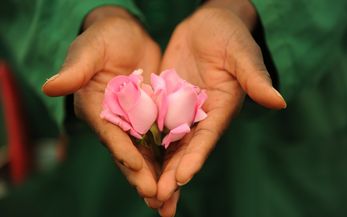 Afrika, Ostafrika, Kenia, Nairobi, Fairtrade, FairTrade, Blumenfarm, Penta Flowers, Blume, Blumen, Schnittblume, Schnittblumen, Rose, Rosen, Hand, Hände, Haende, Blüte, Bluete, Blüten, Blueten, Brot für die Welt, Brot fuer die Welt