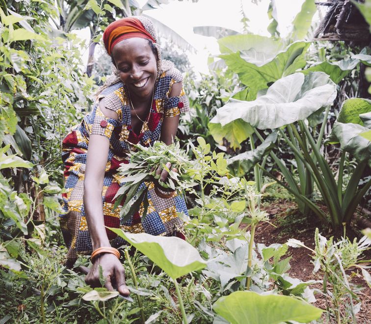 Kleinbaeuerin Claudine Hashazinyange (26) erntet Kraeuter fuer das Mittagessen.Sie ist eine Teilnehmerin des Programmes von „Ripple Effekt“. Die Brot und die Welt-Partnerorganisation foerdert unter anderem nachhaltige landwirtschaftliche Entwicklung, Ernaehrungssicherung, Armutsbekaempfung und Gleichstellung der Geschlechter.