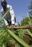 TANSANIA, Tarime Distrikt, MFEC - Mogabiri Farm Extension Centre,  Dorf Kewamaba, Farm und Reisfeld von Isaya Mwita, 34 Jahre, und seiner Frau Grace, 23 Jahre