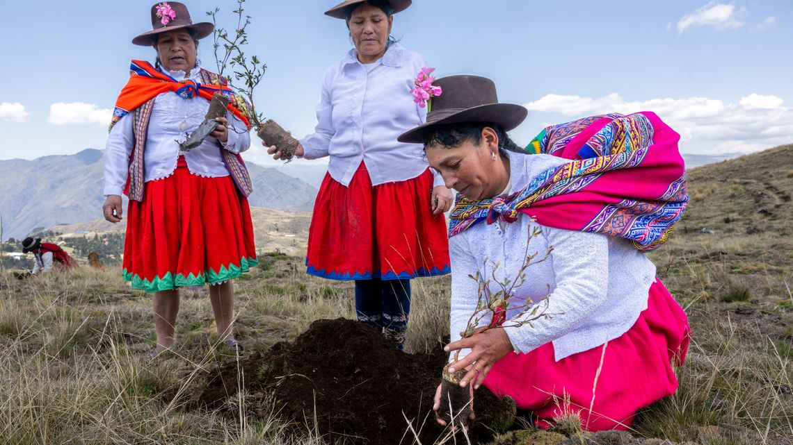 Campesinas plantan árboles y arbustos