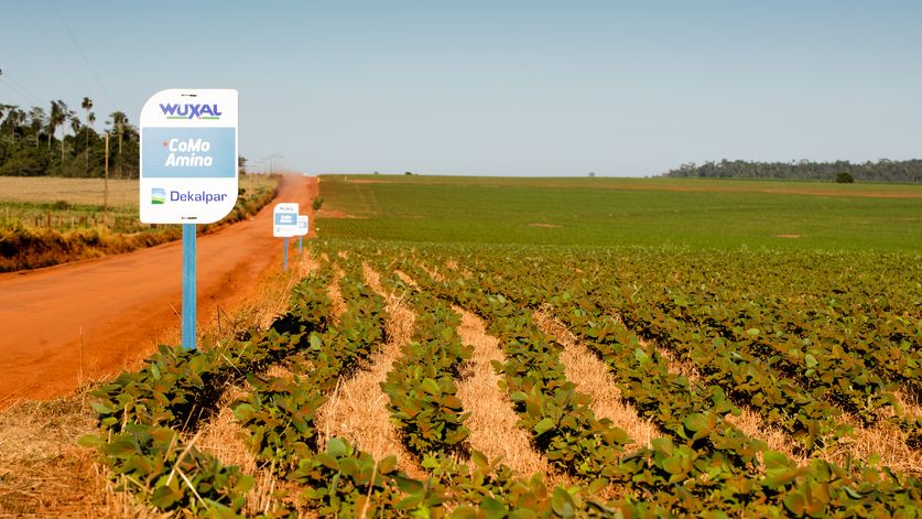 Sojafeld nahe des Dorfes Nueva Esperanza mit Schild des Wuxal-Duengemittel. -Projektpartner Oguasu