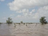 Mangrovenaufforstung zum Küstenschutz