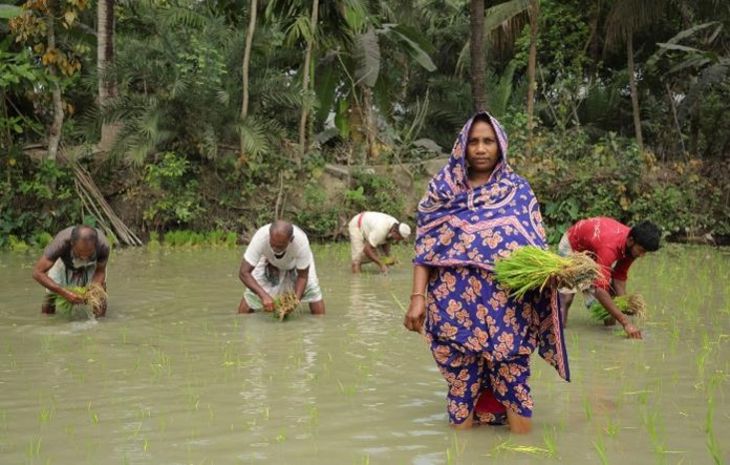 Bangladesch: Die Bäuerin Aklima Begum setzt salzresistente Reispflanzen.
