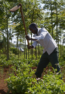 TANSANIA, Tarime Distrikt, MFEC - Mogabiri Farm Extension Centre,  Dorf Kewamaba, Farm und Gemuesefeld von Isaya Mwita, 34 Jahre, und seiner Frau Grace, 23 Jahre