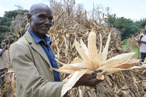 Edwin Lagat zeigt den geernteten Mais Edwin Lagat zeigt den geernteten Mais