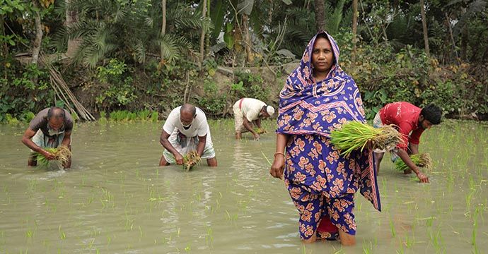 Aklima Begum (34) pflanzt Reissetzlinge auf ihrem eigenen Land in Charlathimara. Projektpartner: Christian Commission for Development in Bangladesh (CCDB)