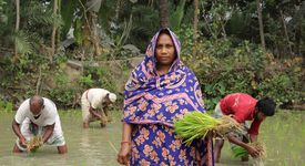Protagonists name-Aklima,Age;34 years.She is planting paddy seedling on her own land..Village-Charlathimara.Patharghata,Barguna,Bangladesh