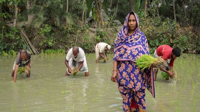 Aklima und andere Dorfbewohner setzten Aussaat in die gefluteten Reisfelder