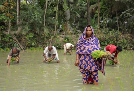 Protagonists name-Aklima,Age;34 years.She is planting paddy seedling on her own land..Village-Charlathimara.Patharghata,Barguna,Bangladesh