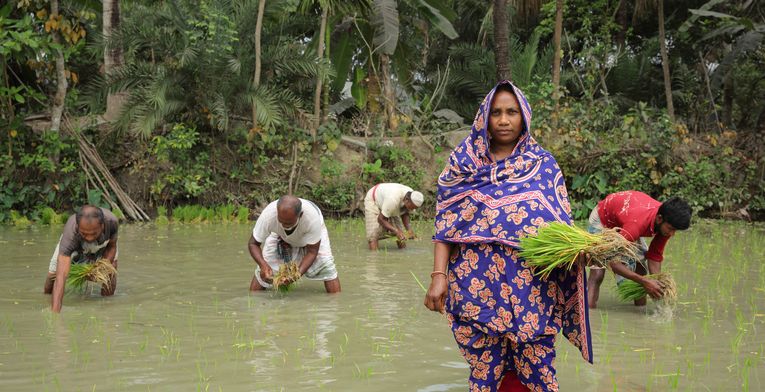 Protagonists name-Aklima,Age;34 years.She is planting paddy seedling on her own land..Village-Charlathimara.Patharghata,Barguna,Bangladesh