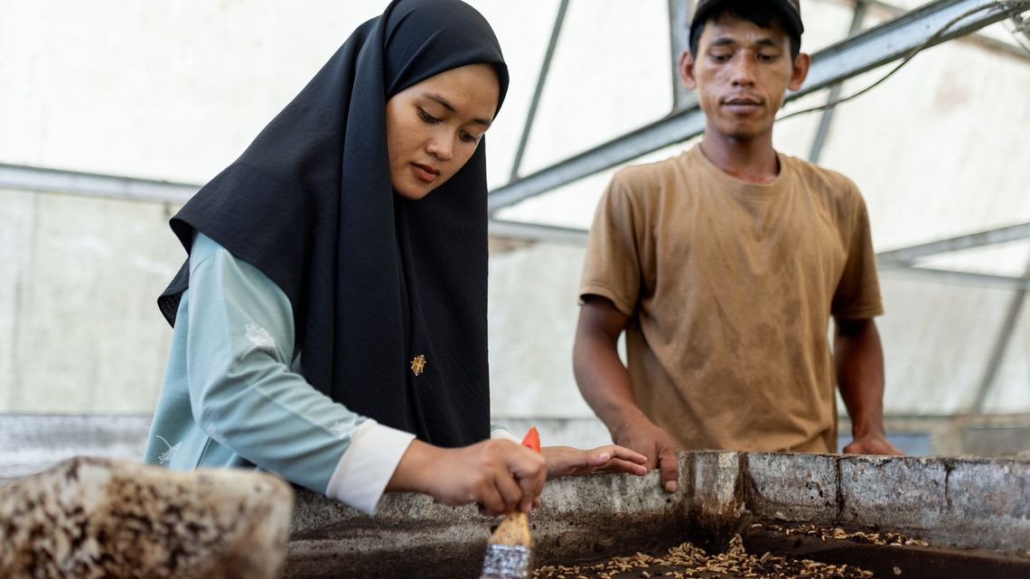 Die 24-jährige Samrotul Puadah, eine der zwölf Gewinner*innen des „Young Farmer“-Wettbewerbs von JAMTANI, hilft auf einer Zuchtfarm für Larven der Schwarzen Soldatenfliege aus, die von ihrem Kollegen Husni Ramdani (nicht im Bild) gegründet wurde und betrieben wird.Partnerorganisation: JAMTANI