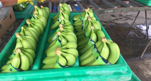unreife Bio Bananen in Kisten