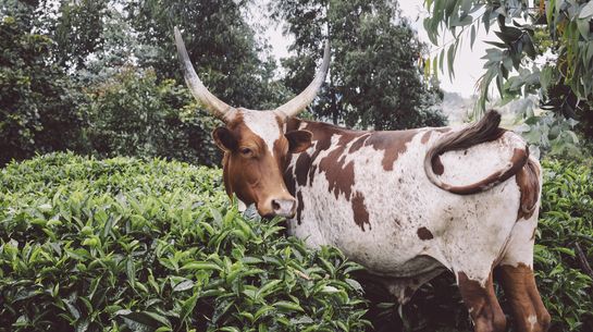 Kuh in Burundi