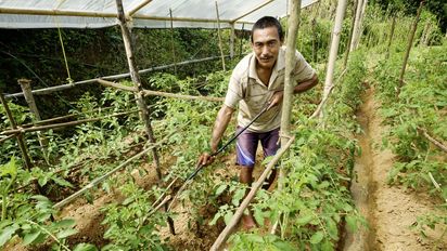 Shankhar Bhujal bewässert die Tomatenpflanzen im Gewächshaus 