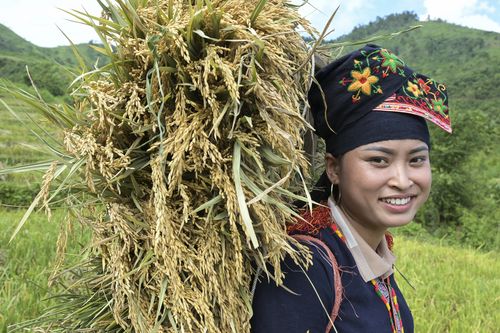 Reisernte in Vietnam Reisernte in Vietnam