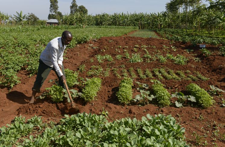 TANSANIA, Tarime Distrikt, MFEC - Mogabiri Farm Extension Centre, Dorf Kewamaba, Farm und Gemuesefeld von Isaya Mwita, 34 Jahre, und seiner Frau Grace, 23 Jahre