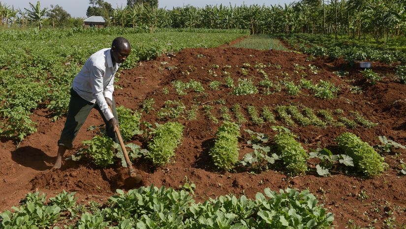 Isaya Mwita bei der Gartenarbeit im Gemüsegarten
