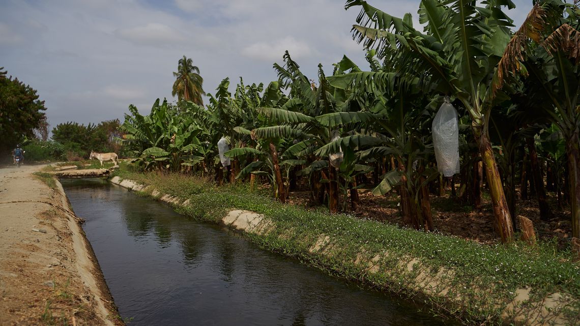 Peru, CEDEPAS NORTE, Region Piura. Dank eines weit verzweigten Bewässerungssystems ist die Wüstengegend zu einem der wichtigsten Anbaugebiete Perus geworden.