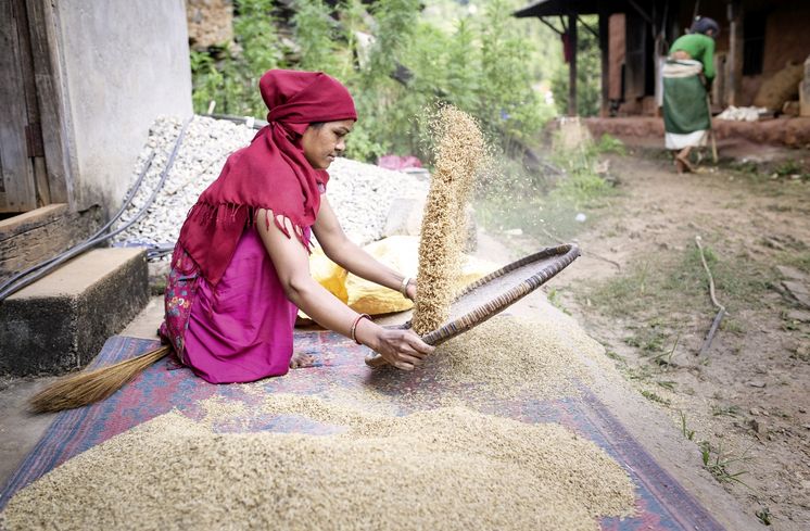 Die Tochter von Shyam Bhujal trennt Reis von der Spreu 20.09.16 in Kumaisimle (Nepal).Reportage zu dem Text von Mathias Peer ueber die Familie Bhujal die mit Hilfe des Brot fuer die Welt-Partners United Mission Nepal (UMN) in ihrem Dorf Kumaisimle (Dhading-Distrikt/Nepal) oekologische Landwirtschaft betreiben.Foto: Thomas Lohnes fuer Brot fuer die Welt