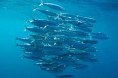 Round Sardinella (Sardinella aurita) school, Isla Mujeres, Mexico || Mindestpreis 25 Euro