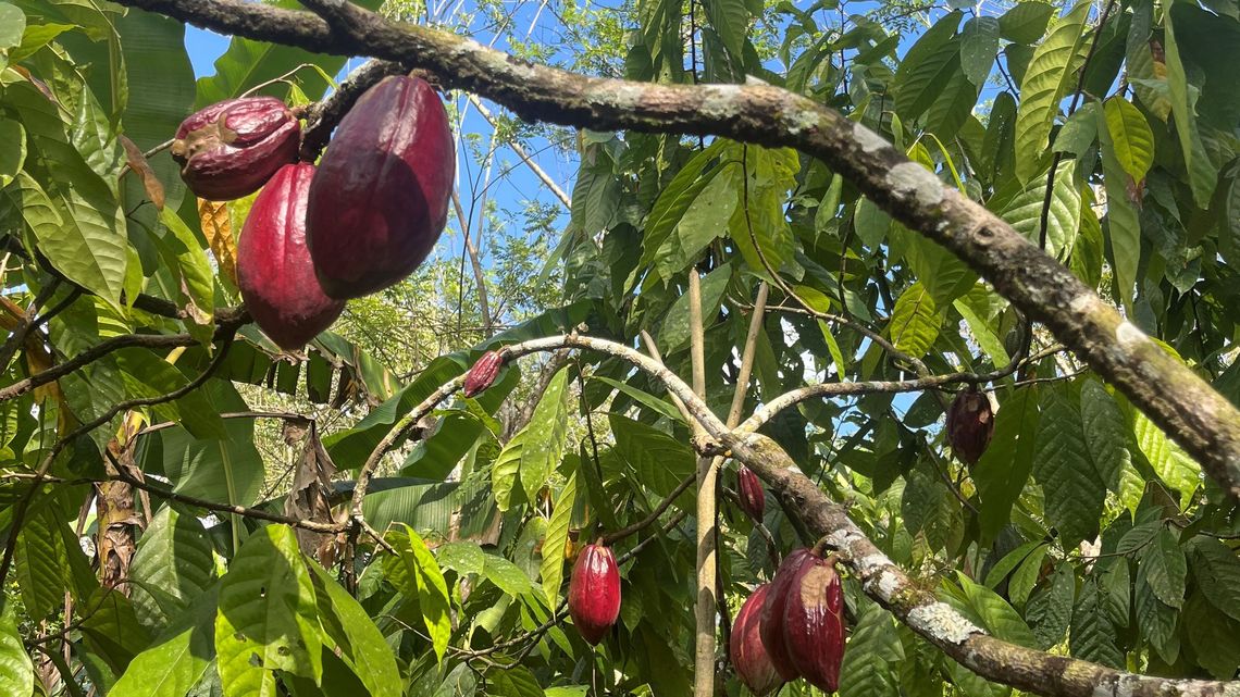 Reife Kakaoschoten am Baum