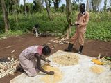 Maisernte bei Hof von Farmer Okello Kwot 