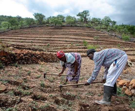 Gift Dirani (65) und seine Frau Evelyn (61) leben mit 5 ihrer 11 Kinder und 3 Enkelkindern auf ihrem Hof in Nyanyadzi, Chimanimani an der Ostgrenze Simbabwes. Die Region hat eine schwere Dürre erlebt und ist vom Klimawandel stark betroffen. Dadurch sind die Kleinbauern von großen Verlusten bei der Ernte und dem Viehbestand bedroht.Projektpartner: Towards Sustainable Use of Resources Organisation (TSURO)