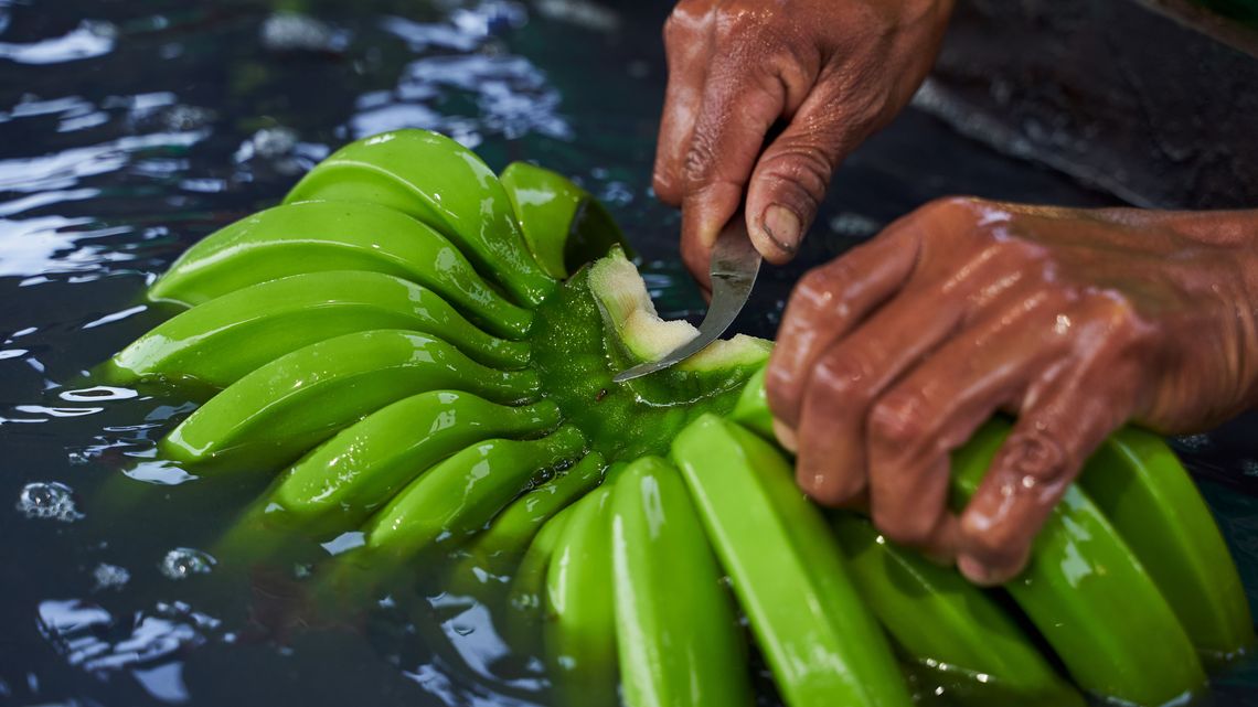Peru, CEDEPAS NORTE, Region Piura, Pueblo Nuevo de Colán, Cooperative Sol de Colán. Die Bananen werden als erstes in Zitronenwasser eingetaucht und sortiert.