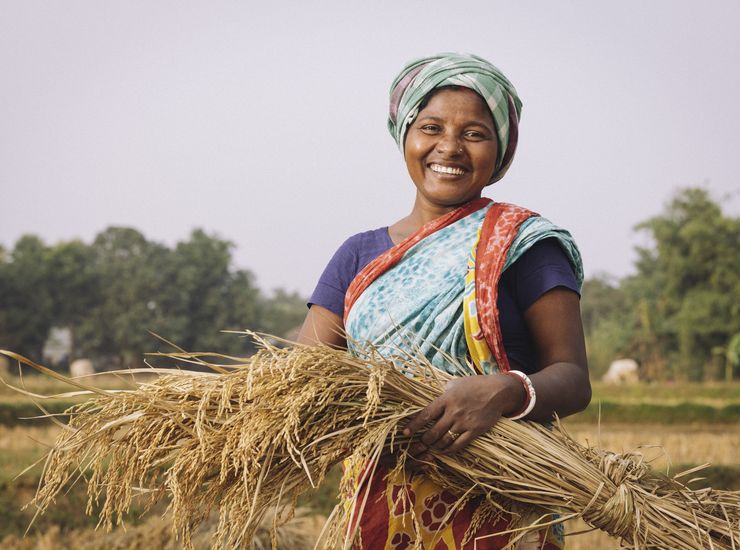Indigene Kleinbauern in Bangladesch bei der Reisernte