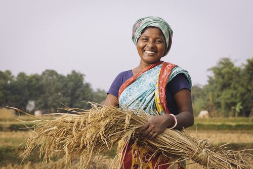 Indigene Kleinbauern in Bangladesch bei der Reisernte