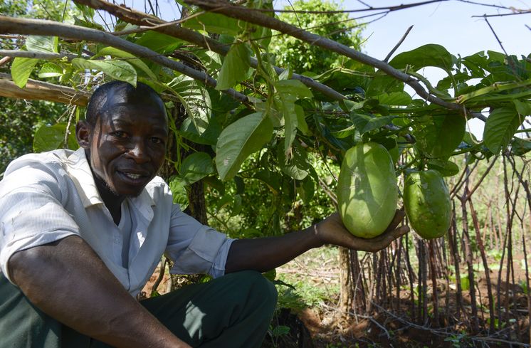 TANSANIA, Tarime Distrikt, MFEC - Mogabiri Farm Extension Centre, Dorf Kewamaba, Hof von Isaya Mwita, 34 Jahre, und seiner Frau Grace, 23 Jahre, Gemueseanbau