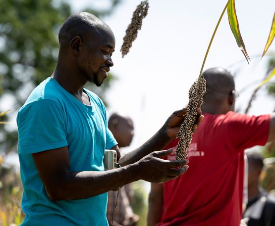 Benjamin Nikiema mit anderen Kleinbauern auf einem Feld mit Hirse in der Hand