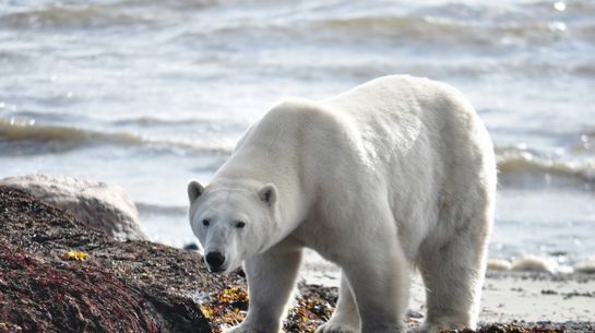 Eisbär; Hudson Bay Dezember 2019