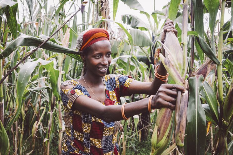 Kleinbaeuerin Claudine Hashazinyange (26) bei der Maisernte.Sie ist eine Teilnehmerin des Programmes von „Ripple Effekt“. Die Brot und die Welt-Partnerorganisation foerdert unter anderem nachhaltige landwirtschaftliche Entwicklung, Ernaehrungssicherung, Armutsbekaempfung und Gleichstellung der Geschlechter.